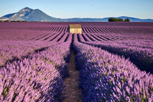 incentive Provence lavandes